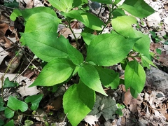 Greenmaniella resinosa