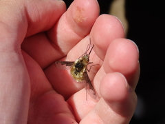 Bombylius fimbriatus