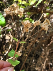 Ageratina pichinchensis