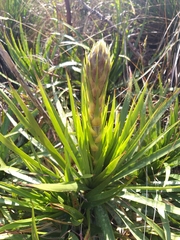 Puya nitida