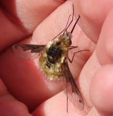 Bombylius fimbriatus