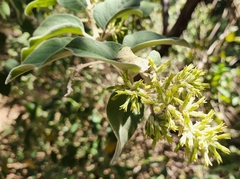 Cestrum pacificum