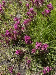 Castilleja ambigua humboldtiensis