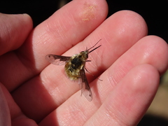 Bombylius fimbriatus