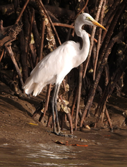Ardea alba