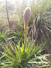 Puya nitida