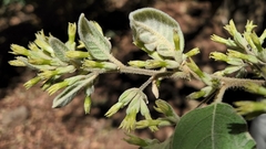 Cestrum pacificum