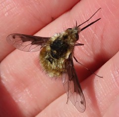 Bombylius fimbriatus