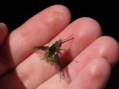 Bombylius fimbriatus