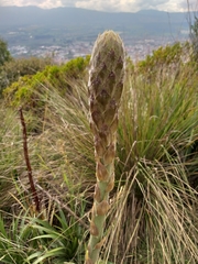 Puya nitida