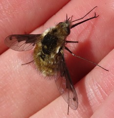 Bombylius fimbriatus