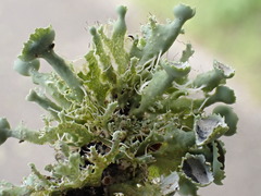 Heterodermia echinata