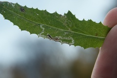 Stigmella ogygia