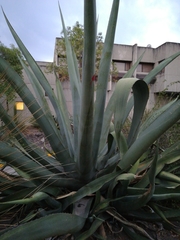 Agave mapisaga