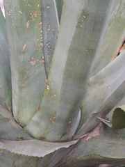 Agave mapisaga