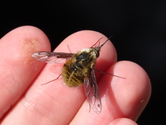 Bombylius fimbriatus