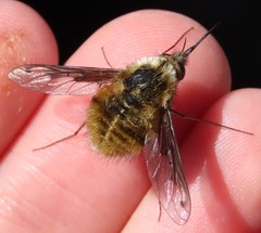 Bombylius fimbriatus