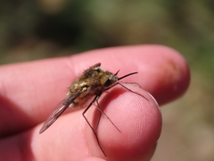 Bombylius fimbriatus