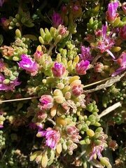 Disphyma crassifolium