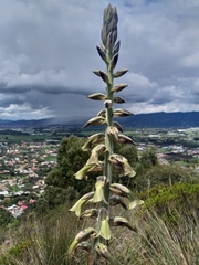 Puya nitida
