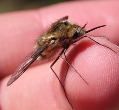 Bombylius fimbriatus