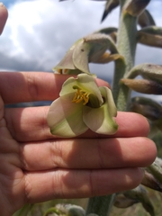 Puya nitida