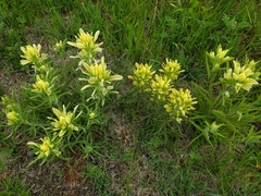 Castilleja citrina