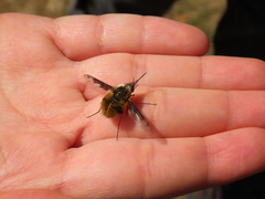 Bombylius fimbriatus