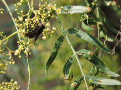 Copestylum mexicanum
