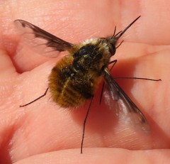 Bombylius fimbriatus