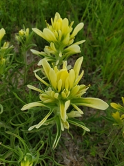 Castilleja citrina