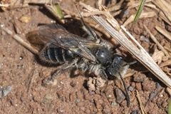 Andrena erythronii