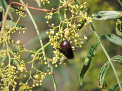 Copestylum mexicanum