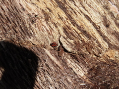 Horvathiolus guttatus