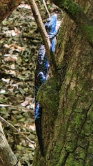 Urosaurus auriculatus
