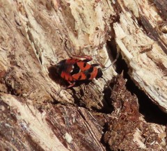 Horvathiolus guttatus