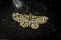 Chloroclystis guttifera