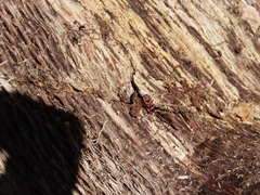 Horvathiolus guttatus
