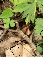Formicoidea