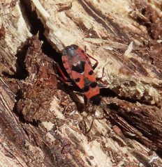 Horvathiolus guttatus