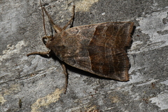 Eupsilia devia