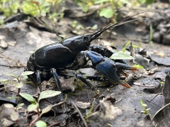 Cambarus monongalensis