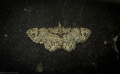 Chloroclystis guttifera