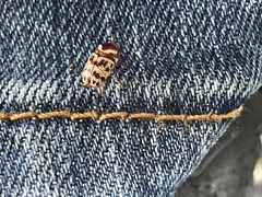 Cryptocephalus cribripennis