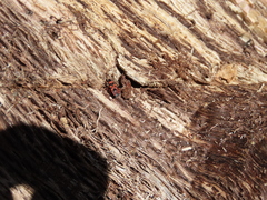 Horvathiolus guttatus