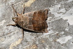 Eupsilia devia