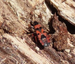 Horvathiolus guttatus