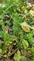Galium mexicanum mexicanum