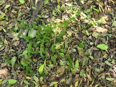 Galium mexicanum mexicanum