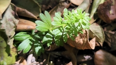 Galium mexicanum mexicanum